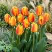 Tulipan Oxford Wonder - GIGA paczka! - 250 szt.