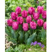 Tulipan Parrot Prince - duża paczka! - 50 szt.