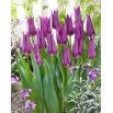Tulipan liliokształtny fioletowy - Lilyflowering purple - GIGA paczka! - 250 szt.