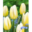 Tulipan Happy People - 5 szt.