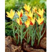 Tulipan Tinka - duża paczka! - 50 szt.