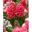 Hiacynt Red Glory - duża paczka! - 30 szt.