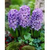 Hiacynt Blue Star - GIGA paczka! - 150 szt.