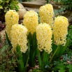 Hiacynt Yellow Queen - GIGA paczka! - 150 szt.
