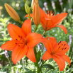 Lilia azjatycka - Orange Ton