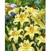 Lilia orientalna miniaturka - Gold Fever - GIGA paczka! - 50 szt.