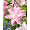 Lilia - Lotus Breeze - orientalna, pełna - GIGA paczka! - 50 szt.