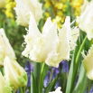 Tulipan Agrass Parrot - 5 szt.