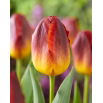 Tulipan Amberglow - 5 szt.