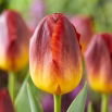 Tulipan Amberglow - GIGA paczka! - 250 szt.