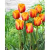 Tulipan Cash - 5 szt.