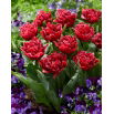 Tulipan Cranberry Thistle - 5 szt.