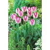 Tulipan Del Piero - GIGA paczka! - 250 szt.