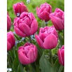 Tulipan Double You - duża paczka! - 50 szt.