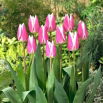 Tulipan Early Surprise - 5 szt.