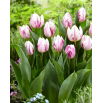 Tulipan Flaming Prince - 5 szt.