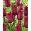 Tulipan Merlot - 5 szt.