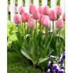 Tulipan Mystic Van Eijk - 5 szt.