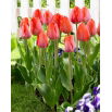 Tulipan Orange Van Eijk - 5 szt.