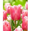 Tulipan Pink Jimmy - GIGA paczka! - 250 szt.