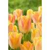 Tulipan Salmon Dynasty - GIGA paczka! - 250 szt.