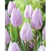 Tulipan Silver Cloud - 5 szt.