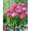Tulipan Amazing Grace - 5 szt.