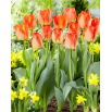 Tulipan American Dream - duża paczka! - 50 szt.
