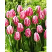 Tulipan Bojangles - GIGA paczka! - 250 szt.