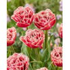 Tulipan Brest - 5 szt.