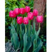Tulipan Carola - 5 szt.