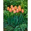 Tulipan Dordogne - duża paczka! - 50 szt.