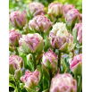 Tulipan Ice Tea - duża paczka! - 50 szt.