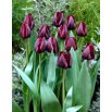 Tulipan Ronaldo - GIGA paczka! - 250 szt.