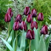 Tulipan Ronaldo - GIGA paczka! - 250 szt.