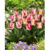 Tulipan Yasmine - 5 szt.