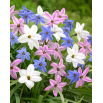Ipheion - Ifejon - mix - 10 szt.