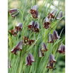 Szachownica Elwesa - Fritillaria elwesii - GIGA paczka! - 250 szt.