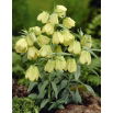 Szachownica bladokwiatowa - Fritillaria pallidiflora - GIGA paczka! - 50 szt.
