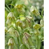 Szachownica hermońska - Fritillaria hermonis ssp. amana - GIGA paczka! - 250 szt.