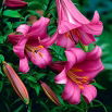 Lilia trąbkowa - Pink Perfection - GIGA paczka! - 50 szt.