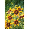 Lilia - Yellow & Brown - GIGA paczka! - 50 szt.