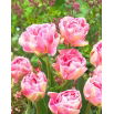 Tulipan Angelique - opak. 5 szt.