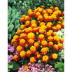 Aksamitka Orange Flame - rozpierzchła, anemonowa