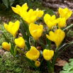 Sternbergia - Żółty zimowit - 1 szt.