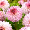 Dalia - Arbatax