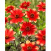 Dalia - Dahlegria Bicolore - duża paczka! - 10 szt.
