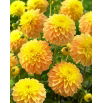 Dalia - Bocherell
