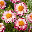 Dalia - Bumble Rumble - duża paczka! - 10 szt.
