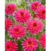 Dalia - Cherry Cake - GIGA paczka! - 50 szt.